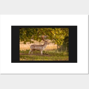 Lone fallow deer in autumn Posters and Art